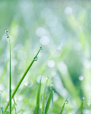 Grass And Dew Wallpaper for Nokia C1-01