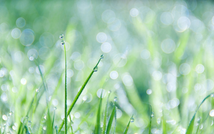 Screenshot №1 pro téma Grass And Dew