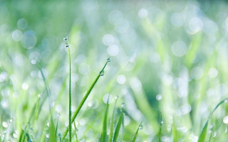 Grass And Dew Background for Android, iPhone and iPad