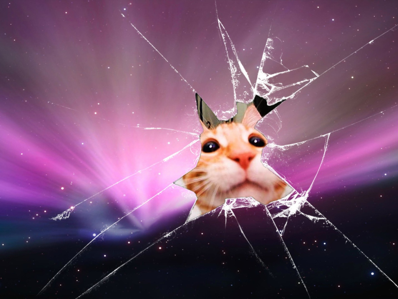 Screenshot №1 pro téma Cat And Broken Glass 1280x960