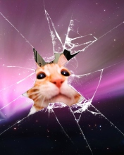 Fondo de pantalla Cat And Broken Glass 176x220