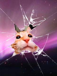 Screenshot №1 pro téma Cat And Broken Glass 240x320