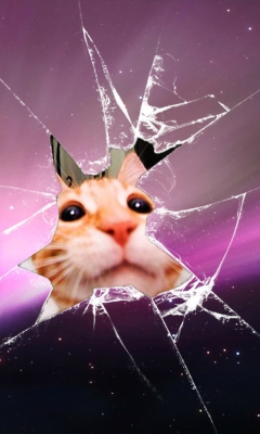 Fondo de pantalla Cat And Broken Glass 240x400