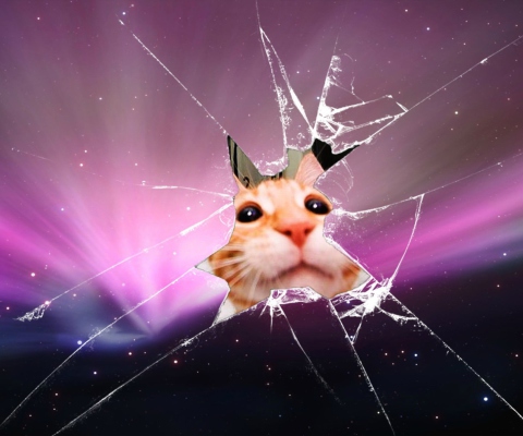 Screenshot №1 pro téma Cat And Broken Glass 480x400
