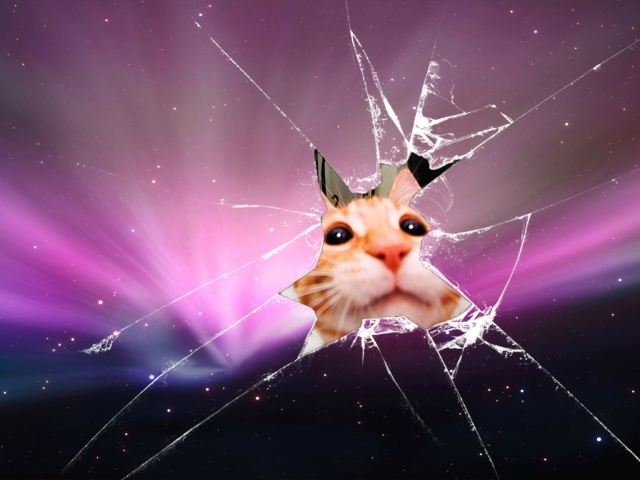 Fondo de pantalla Cat And Broken Glass 640x480