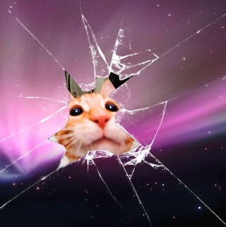 Cat And Broken Glass - Fondos de pantalla gratis para iPad 2