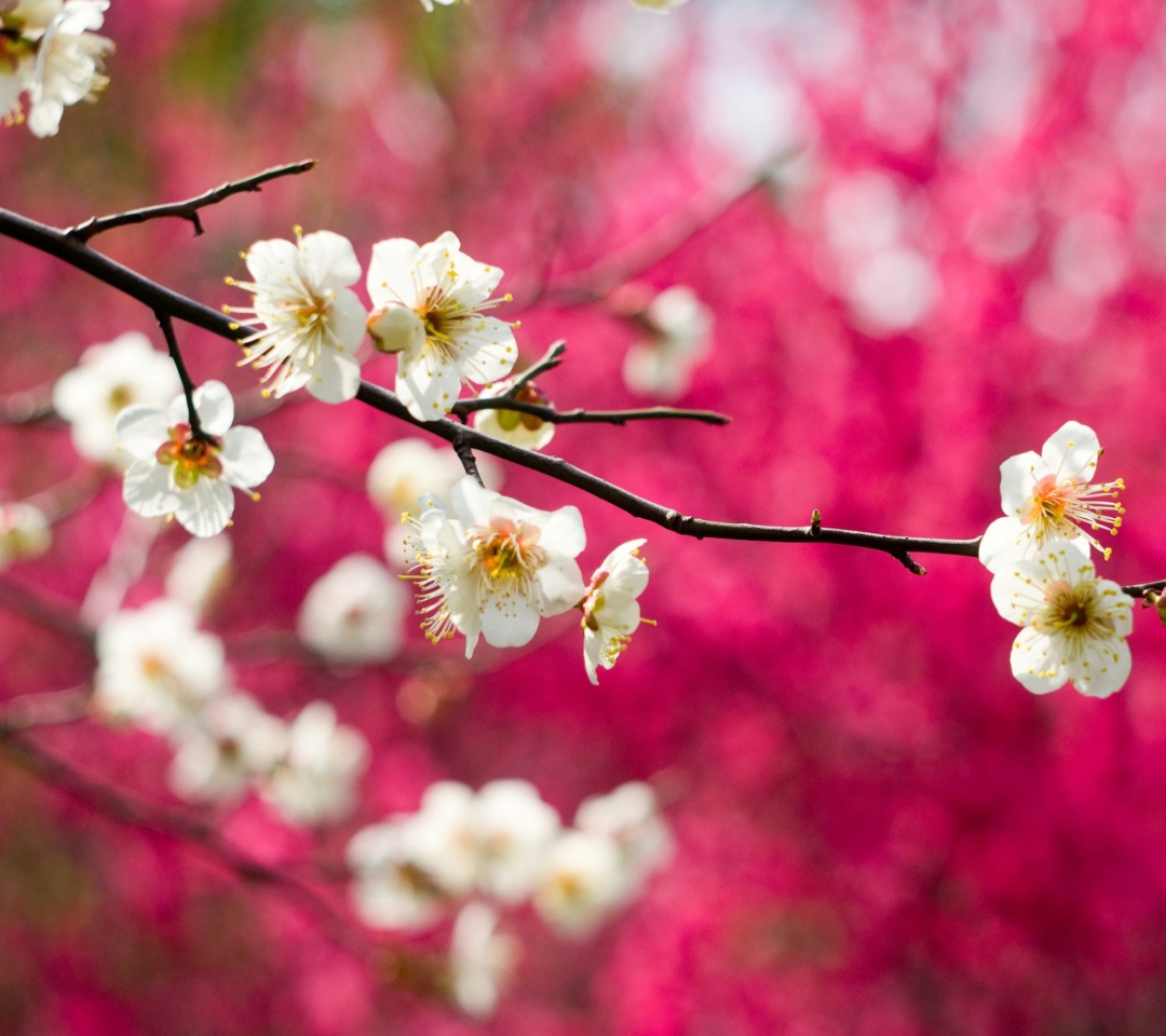 Spring Bloom wallpaper 1080x960