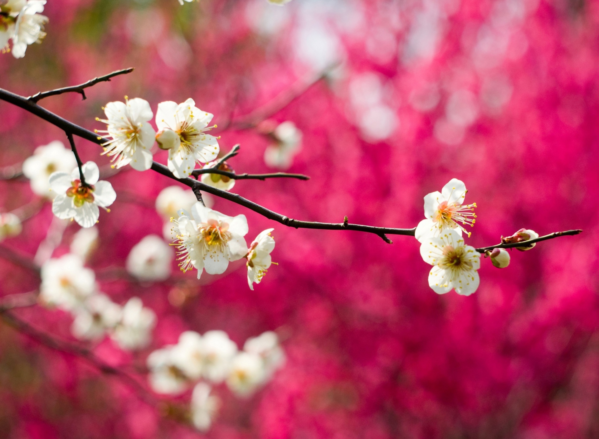 Spring Bloom wallpaper 1920x1408