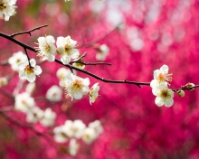 Sfondi Spring Bloom 220x176