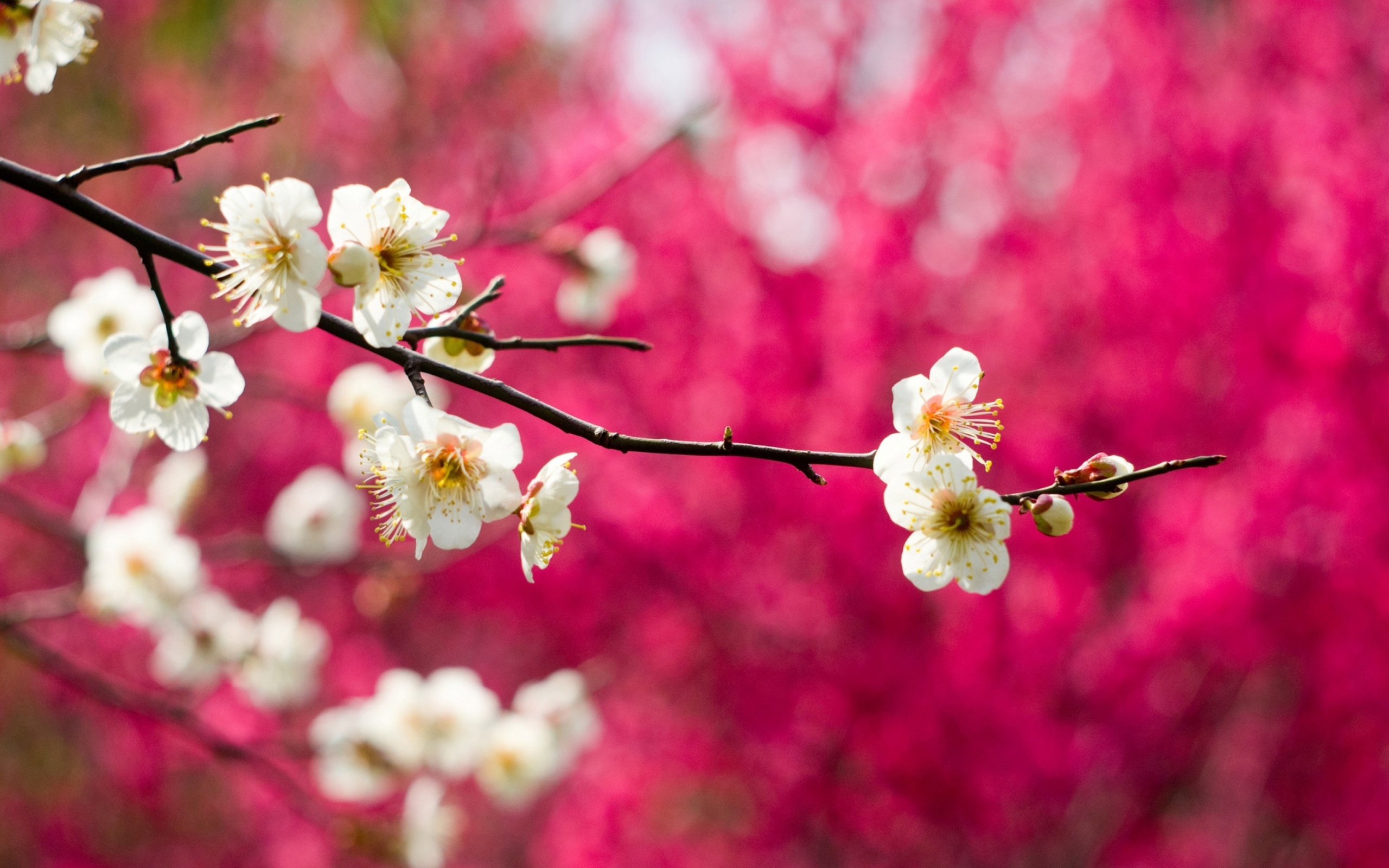 Sfondi Spring Bloom 2560x1600