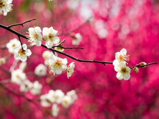 Sfondi Spring Bloom 320x240