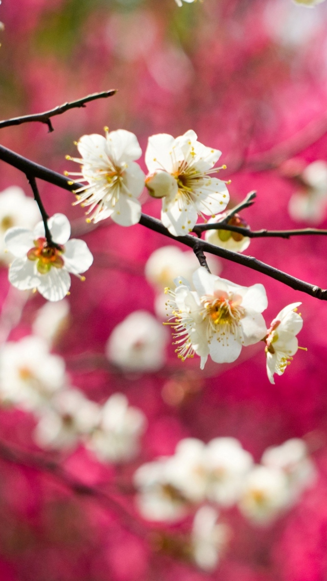 Das Spring Bloom Wallpaper 640x1136