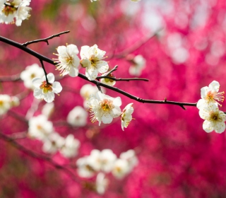 Spring Bloom sfondi gratuiti per Samsung Breeze B209