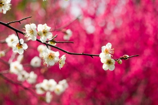 Spring Bloom Background for Android, iPhone and iPad