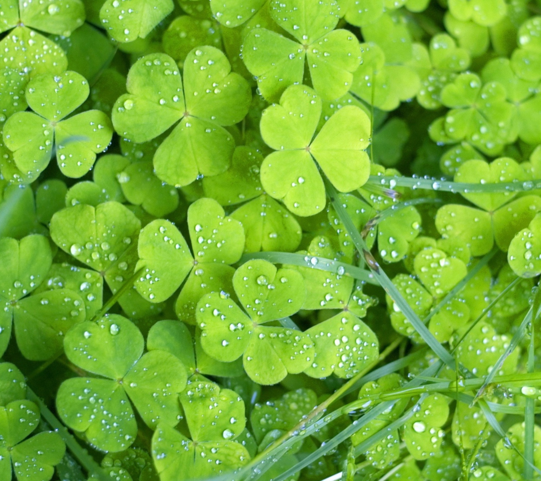 Fondo de pantalla Clover And Dew 1080x960