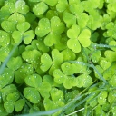 Clover And Dew wallpaper 128x128