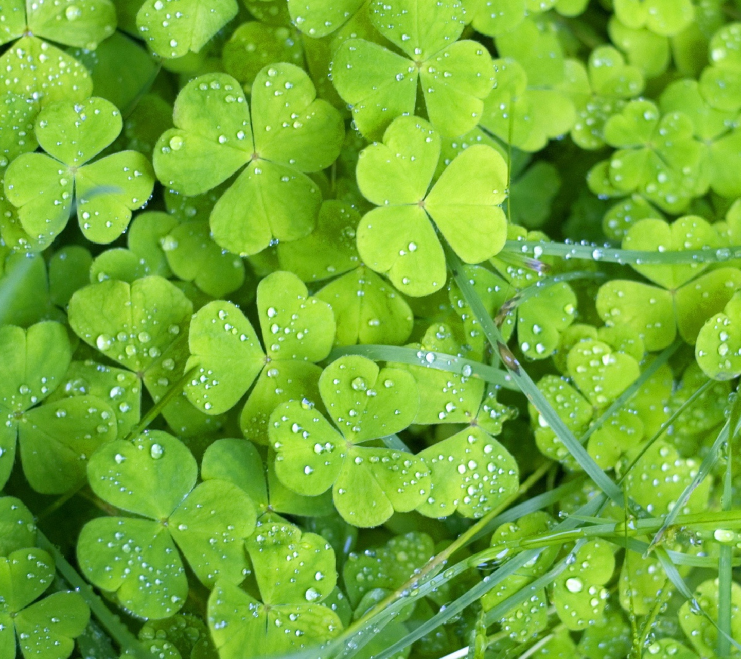 Clover And Dew wallpaper 1440x1280