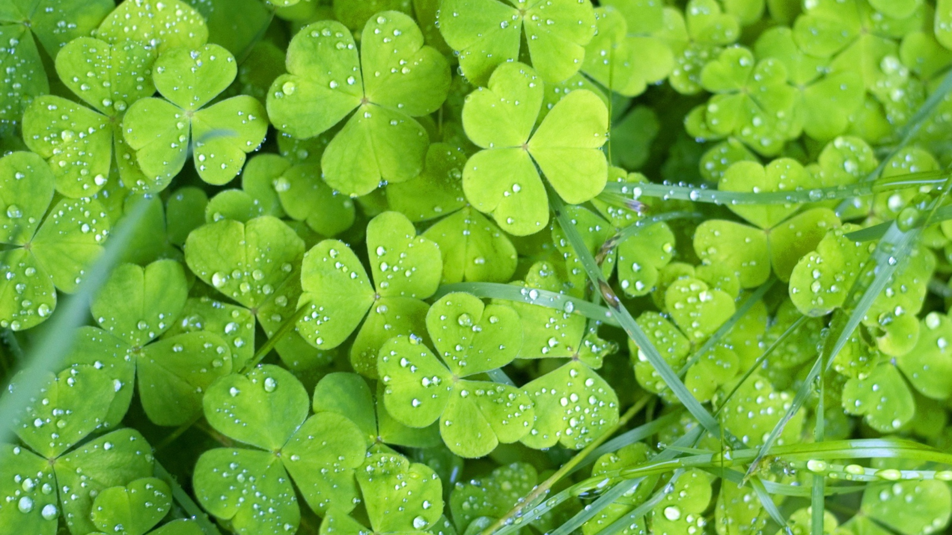 Clover And Dew wallpaper 1920x1080