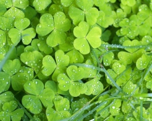 Clover And Dew wallpaper 220x176