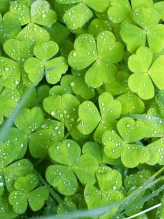 Fondo de pantalla Clover And Dew 240x320