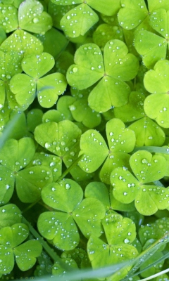 Clover And Dew wallpaper 240x400