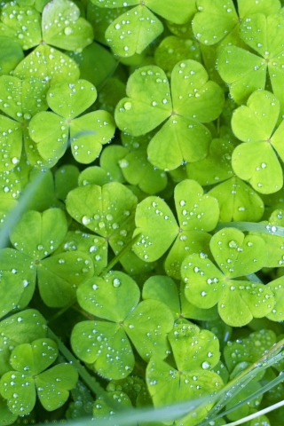 Clover And Dew wallpaper 320x480