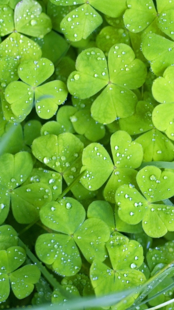 Clover And Dew wallpaper 360x640