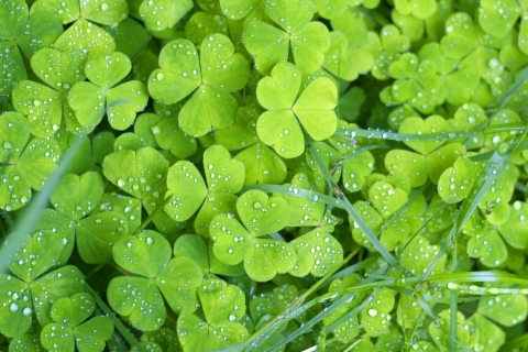 Clover And Dew wallpaper 480x320
