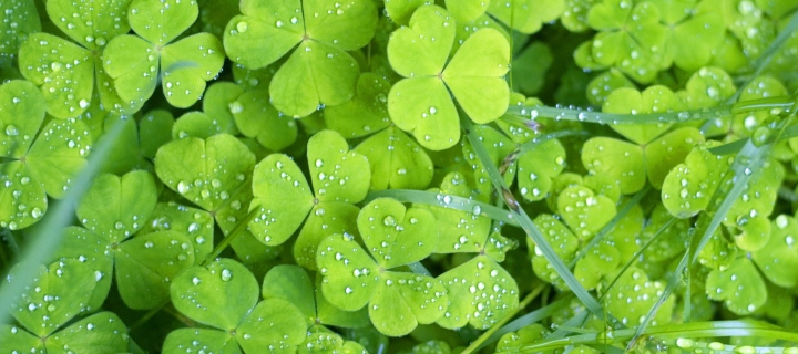 Clover And Dew wallpaper 720x320