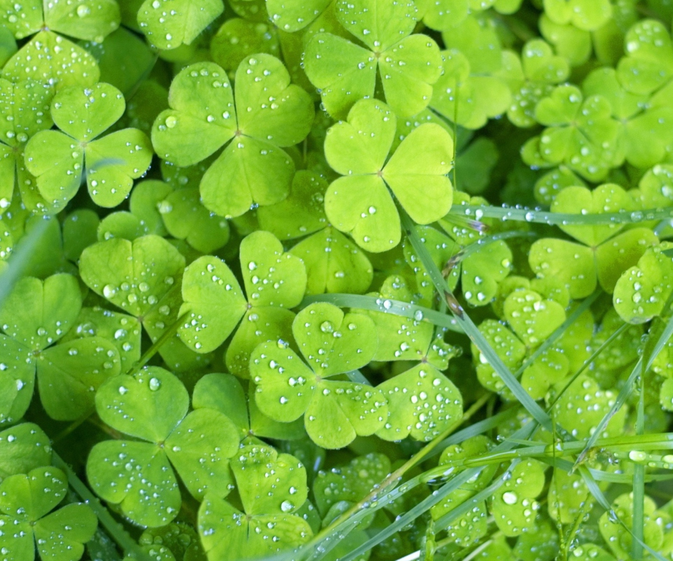 Clover And Dew wallpaper 960x800