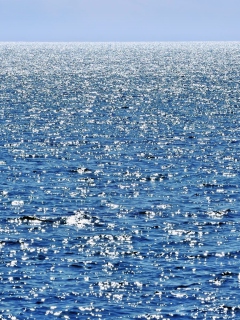 Das Calm Ocean Wallpaper 240x320