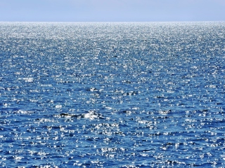 Calm Ocean wallpaper 320x240