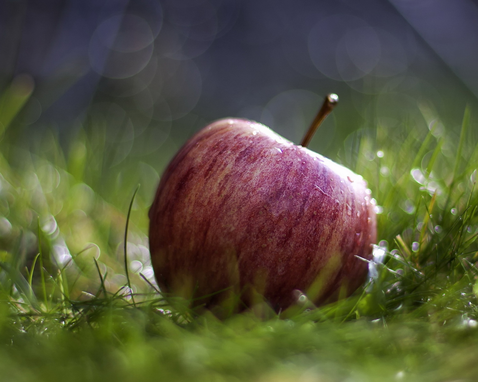 Apple In The Grass screenshot #1 1600x1280