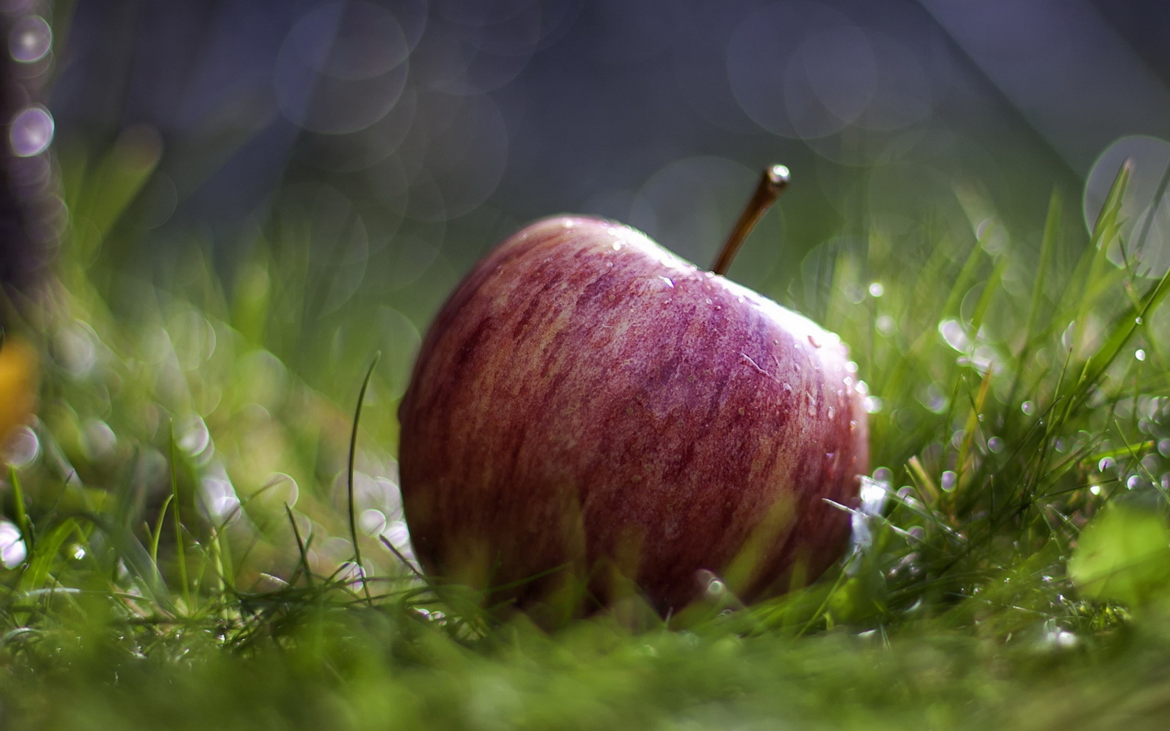 Sfondi Apple In The Grass 1680x1050