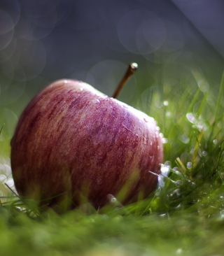 Apple In The Grass - Obrázkek zdarma pro HTC HD2