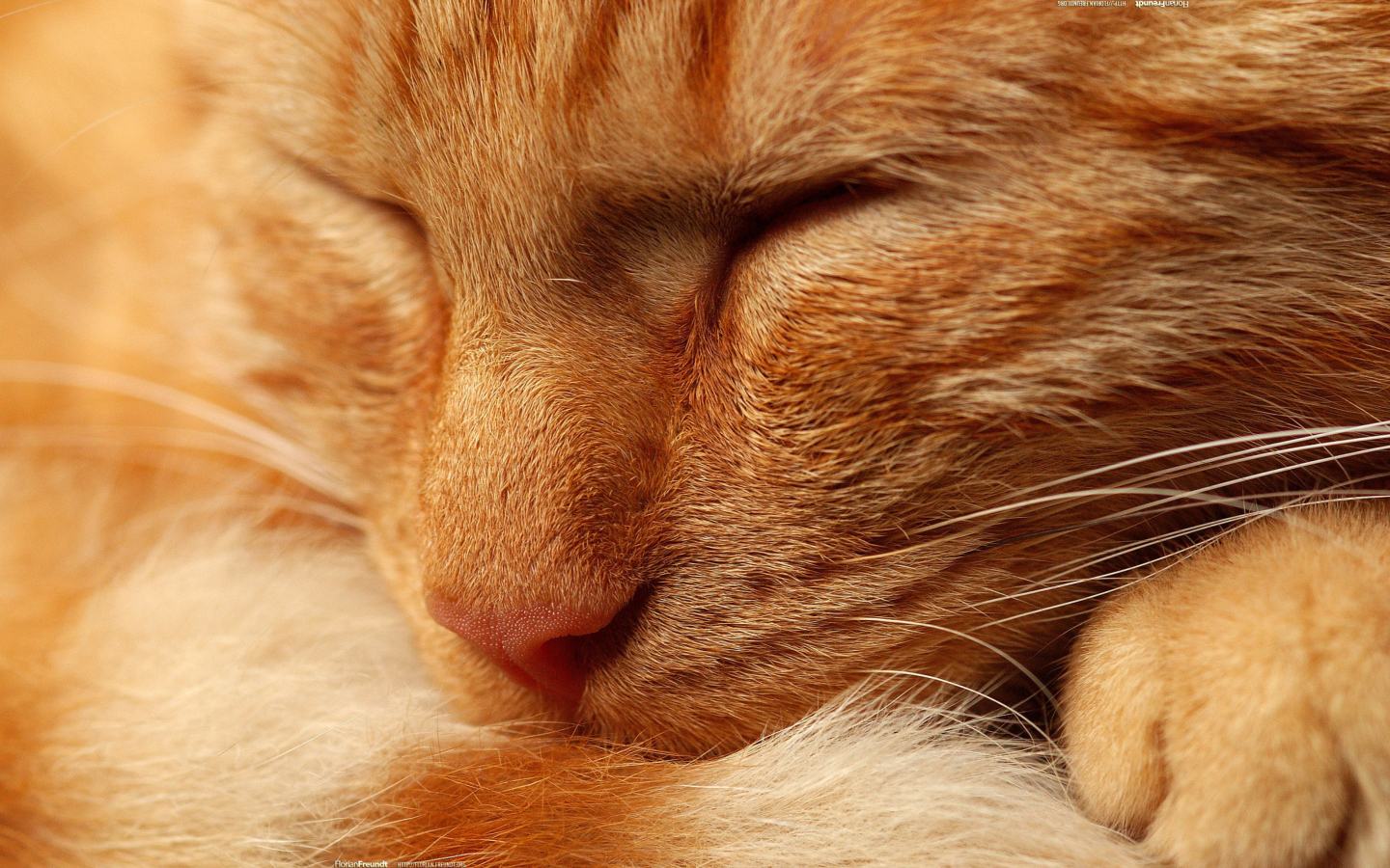 Screenshot №1 pro téma Orange Cat 1440x900