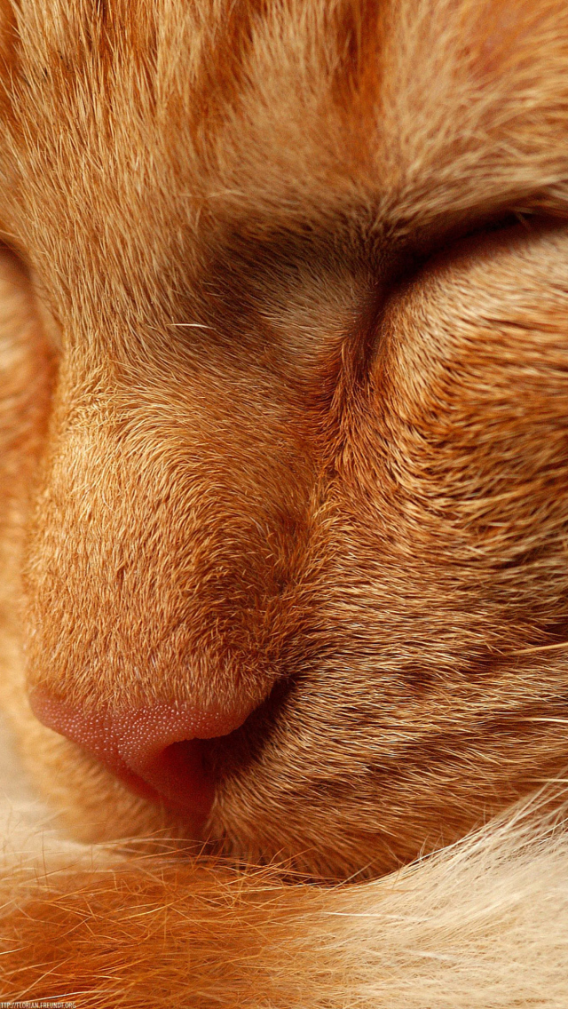 Das Orange Cat Wallpaper 640x1136