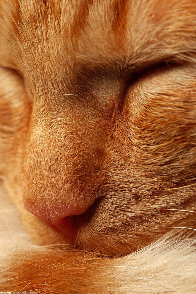 Fondo de pantalla Orange Cat 640x960