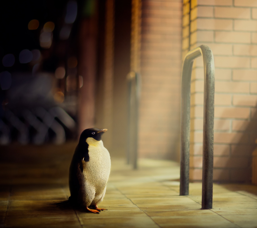Fondo de pantalla Penguin 1080x960