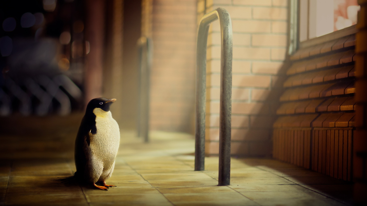 Das Penguin Wallpaper 1280x720