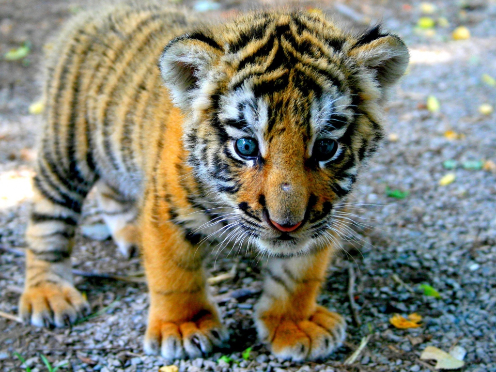 Fondo de pantalla Cute Tiger Cub 1024x768