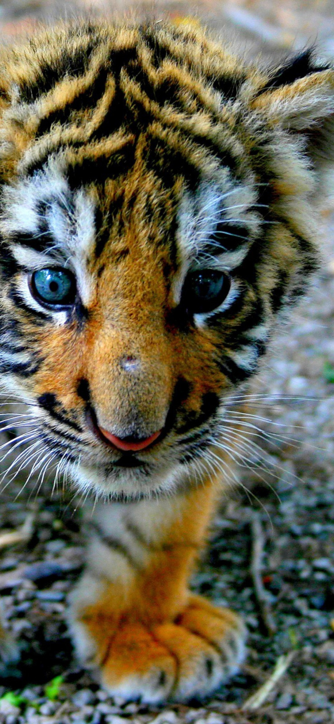 Sfondi Cute Tiger Cub 1170x2532