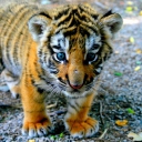 Fondo de pantalla Cute Tiger Cub 128x128