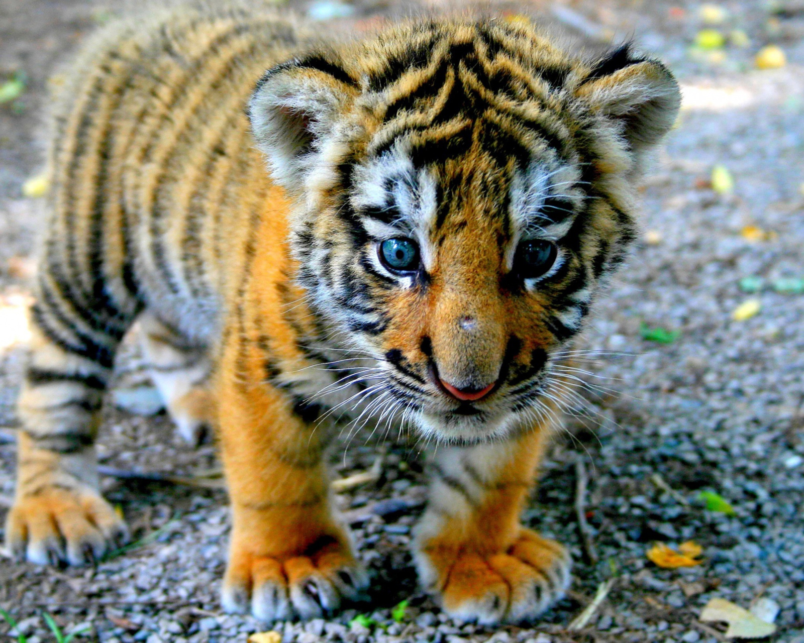 Fondo de pantalla Cute Tiger Cub 1600x1280