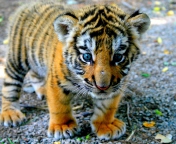 Cute Tiger Cub wallpaper 176x144