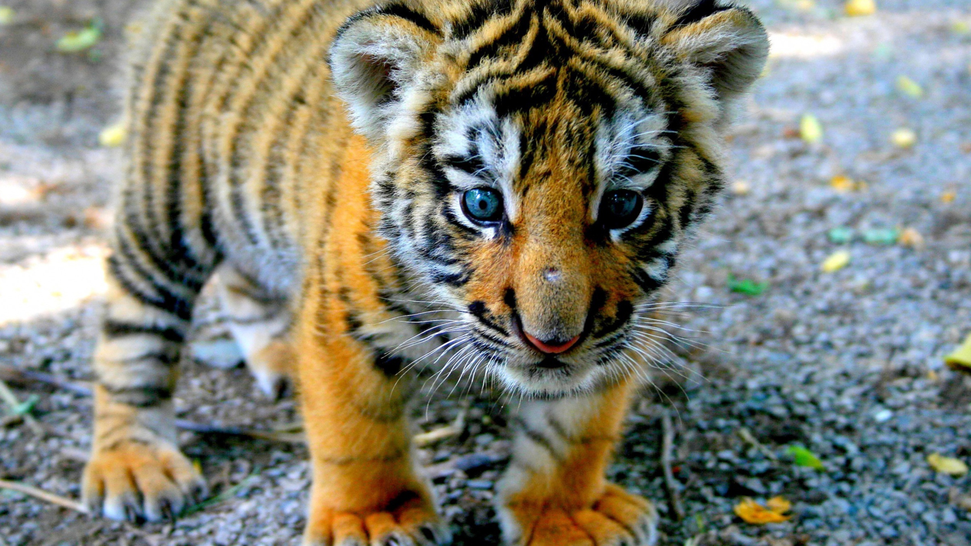 Cute Tiger Cub screenshot #1 1920x1080