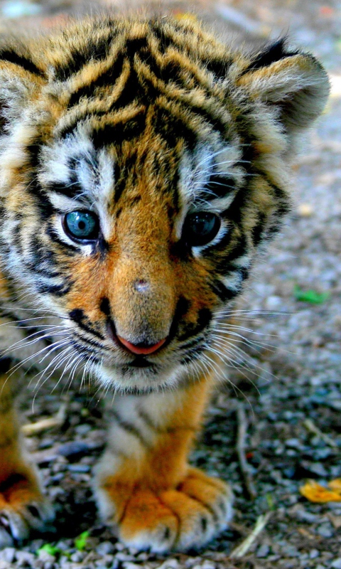 Fondo de pantalla Cute Tiger Cub 480x800