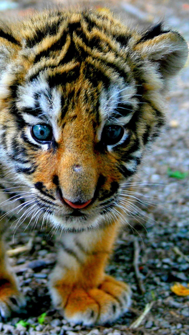 Fondo de pantalla Cute Tiger Cub 640x1136