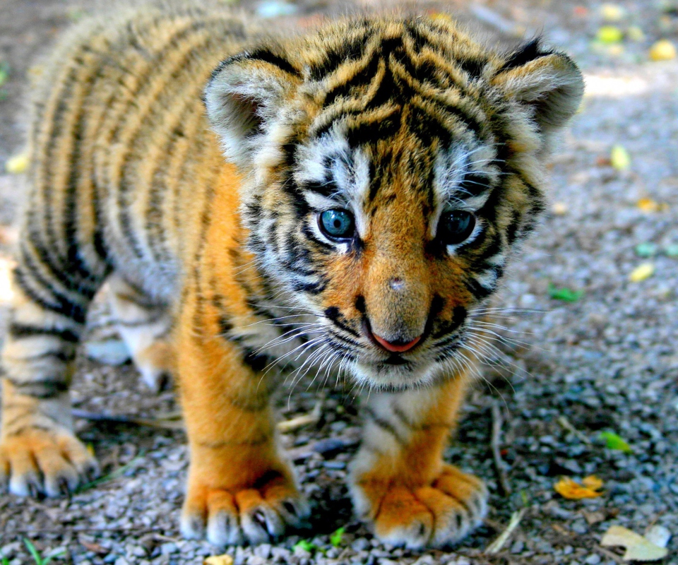 Screenshot №1 pro téma Cute Tiger Cub 960x800