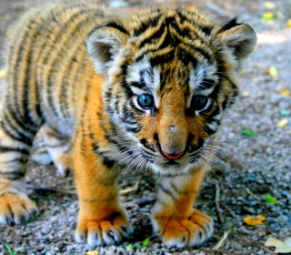 Cute Tiger Cub - Fondos de pantalla gratis para 128x128